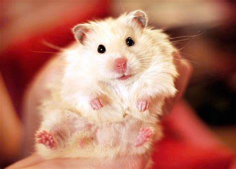 hamster cute